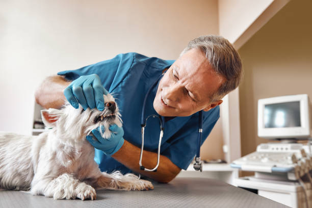 Best Emergency Dental Services for Seniors in Walls, MS